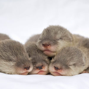 Meet your Posher, Esther